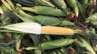 Кукуруза в початках оптом от КФХ