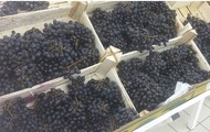 Реализуем оптовую продажу винограда Чарос по цене от производителя