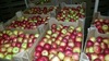 Яблоки оптом напрямую со склада производителя 