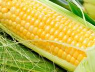 Гибриды семена кукурузы Монсанто ДКС 3511, ДКС 4014