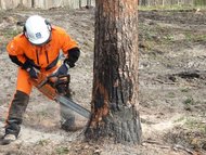 Спил деревьев, выкарчевка пней в Новосибирске