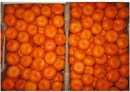 Реализуем оптовую продажу мандарин Дубиш с доставкой по РФ