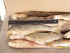 Свежемороженая рыба оптом: килька , тюлька , хамса , атерина , бычок в Украине