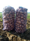 Картофель оптом продовольственный от производителя  7 руб/кг