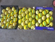 Лимоны Турция Мерсин оптовая продажа в Котельниках