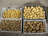 Продам картофель, лук оптом от производителя, урожай 2013-14 очень хорошая цена
