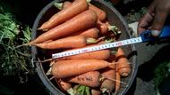 Морковь оптом , свежий урожай