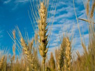 Семена озимой пшеницы Стиль-18