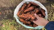 Морковь оптом урожай 2020 напрямую от КФХ Аргаяш