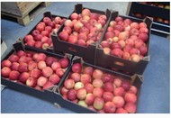 Реализуем оптовую продажу яблок Гала от сельхозпроизводителя