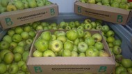 Яблоки продаем от производителя РФ, урожай 2020