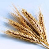 Семена озимой пшеницы Гомер, Граф, Гурт, Степь, Стиль-18