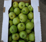 Яблоки урожай 2018 от производителя 60+