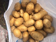 Картофель отборный оптом со склада