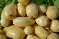 Молодой картофель 2020 от производителя в Ярославской области