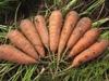 Морковь остроносая , сладкая оптом от производителя