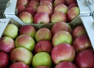 Оптовая продажа калиброванных яблок напрямую со склада в г. Краснодар.
