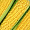 Крупно-оптовые поставки кукурузы 