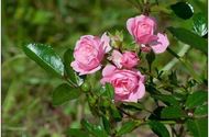 Rizactive Rose, 10 мл — розовый экстракт на рисовом молочке