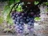 Продаем виноград оптом Молдова