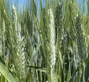 Семена пшеницы озимой твердой Агат Донской Амазонка Одари Юбилярка Яхонт