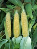 Кукуруза сахарная в початках, урожай 2024года поставка под заказ