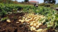 Продаем картофель оптом в Краснодарском крае, урожай 2020 года, картофель оптом Краснодар
