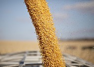 Кукуруза в Краснодаре оптовая продажа