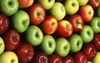 Продаем высококачественные сорта яблок, выращенные в Беларуси