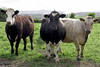 Быки коровы телки нетели бычки мясной и молочной породы
