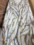 Продажа свежезамороженной рыбы (мойва)