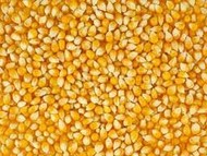 Продам кукурузу фуражную на СИФ порты