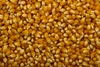 Семена гибридов кукурузы НК Фалькон, Нерисса, Делитоп (Syngenta)