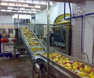 Яблоки калиброванные и некалиброванные оптом от производителя