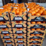 Апельсины Египетские оптовая продажа в Москве