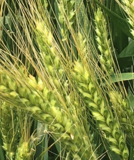 Семена озимой пшеницы зерноградской  селекции ЭС/РС1