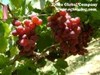 Бескосточковый виноград Флейм из Египта