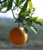 Продаем марокканские мандарины, апельсины, помидоры оптом 