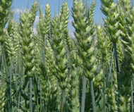 Семена озимой пшеницы ЭС/РС1