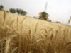 Вагонные поставки зерновых культур: пшеница, мука, отруби