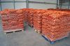 Репчатый лук манас урожай 2016 года 9,5 руб/кг. От 20 тонн