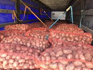 Картофель оптом с поля в Красноярском крае
