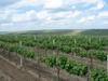 Срочно продаются виноградники и винзавод, Молдавия, р-н Хынчешть