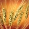 На постоянной основе закупаем пшеницу 