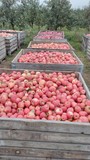 Яблоки Крымские на переработку