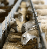 Кормовая лента для коз и овец JAVIER CAMARA (Испания)