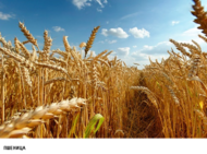 Куплю зерно пшеницы