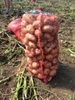 Картофель оптом  по цене 9,00 руб./кг