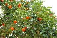 Продам мандариновый сельхоз-бизнес в Абхазии