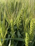 Семена озимой пшеницы сорт  Аксинья
